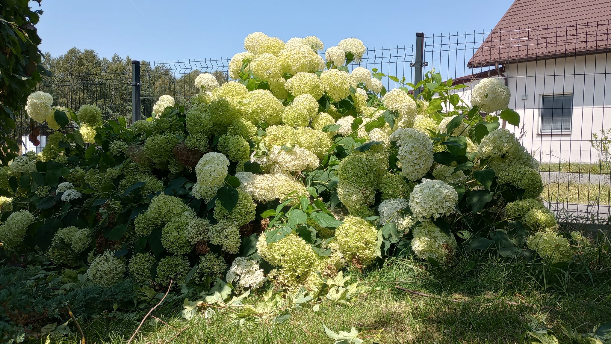 Hortensje